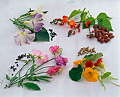 Tableau mit einjährigen Kletterpflanzen und deren Samen im Uhrzeigersinn
