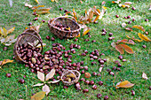 Aesculus hippocastanum (Chestnut, Horse Chestnut)