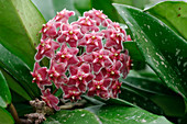 Hoya pubicalyx 'Silver Pink' (wax flower)