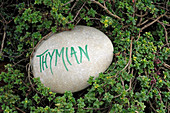 Inscribed stone as label in Thymus citriodorus (lemon thyme)