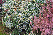Aster ericoides 'Snowflurry' (Myrtenaster), Calluna (Sommerheide)