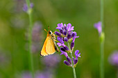 Butterfly on lavandula (lavender flower)