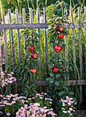 Malus Ballerina (Säulenäpfel) vor Holzzaun, Aster (Herbstastern)