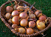 Allium cepa (onions) in a wicker basket