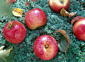 Malus (apple) on thymus pad (thyme)