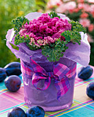 Brassica (ornamental cabbage) in purple tissue paper and with ribbon