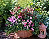 Impatiens walleriana Double 'Rosa', 'Violet'