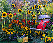 Helianthus (Sonnenblumen), Rudbeckia (Sonnenhut), Tagetes