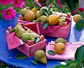 Various Pyrus (pears) in wooden boxes with cloths