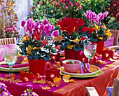 Table decoration with cyclamen