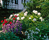 Paeonia lactiflora (Pfingstrosen), Stachys (Ziest) im Vorgarten