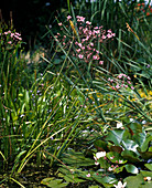 Butomus umbellatus (flowering rush, swan flower)