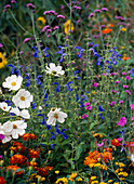 Cosmos Sonata white (jewel basket), Salvia patens