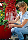 Planting a red tub with Thunbergia (7/10)