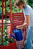 Planting a red pot with Thunbergia (9/10)