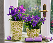 Platycodon (balloon flowers) at the window, purple napkin, tea light