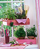 Herbs on the window Salvia, thymus on hanging tray