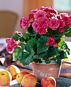 Begonia elatior (Begonie) mit gefüllten rosa Blüten