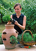 Planting pocket amphora with herbs (1/2)
