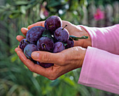 Prunus (plums) on hands