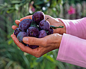 Prunus (Pflaumen) auf Händen