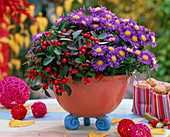 Aster dumosus (Kissenaster), Gaultheria procumbens