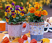 Viola cornuta Sorbet 'Orange Duet' and Penny 'Orange'