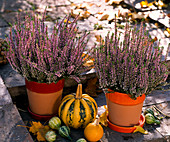 Calluna Garden Girls 'Pink Alicia' (knospenblühende Besenheide)