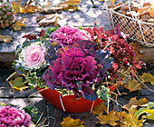 Verschiedene Brassica (Zierkohl) und Heuchera