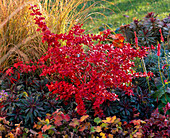 Berberis thunbergii 'Atropurpurea' (Berberitze)