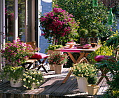 Holzterrasse mit Bougainvillea, Petunia (Petunie), Argyranthemum