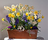 Narcissus (daffodils), Hyacinthus (hyacinths), Primula (spring primroses)