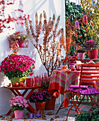 Roter Herbstbalkon mit Chrysanthemum (Herbstchrysanthemen)