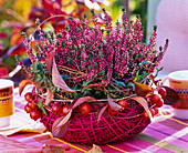 Calluna 'Garden Girls' (Budding Broom Heath)