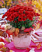 Chrysanthemum Yahou 'Pardo' (Herbstchrysantheme)