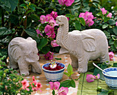Blüte von Passiflora (Passionsblume) in Reisschale, Elefanten aus Stein