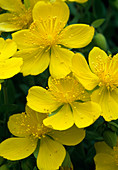 Hypericum cerastoides (St. John's wort)