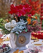 Cyclamen (Alpenveilchen), Calluna Garden Girls