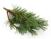 Zweig von Pinus sylvestris (Waldkiefer, Föhre) als Freisteller