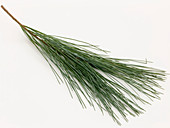 Zweig von Pinus strobus (Seidenkiefer, Strobe, Weymouthkiefer) als Freisteller