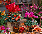 Cyclamen persicum (cyclamen) decorated with physalis