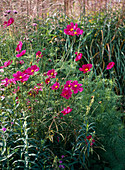 Cosmos bipinnatus Sonata 'Red' (Schmuckkörbchen)