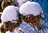 Verblühte Blütenstände von Hydrangea (Hortensie) im Schnee