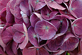 Hydrangea macrophylla 'Côte d'Azur'