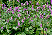 Stachys grandiflora 'Superba' (Ziest)