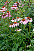 Echinacea purpurea (Red coneflower)