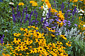 Summer flowerbed Rudbeckia hirta, Salvia farinacea, Ageratum, Antirrhinum