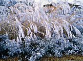 Perennials and grasses in hoar frost