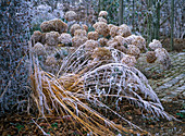 Hydrangea (Hortensie), Spartina (Goldleistengras) im Rauhreif