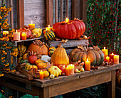 Cucurbita (edible and decorative pumpkins) with candles
